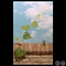 SIN TÍTULO, 2005 - Óleo de ADRIANA VILLAGRA